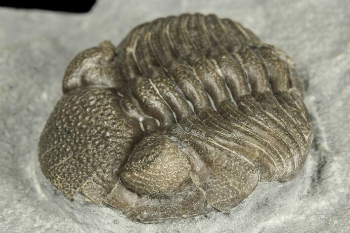 Eldredgeops Trilobite Fossil - Silica Shale, Ohio #188840